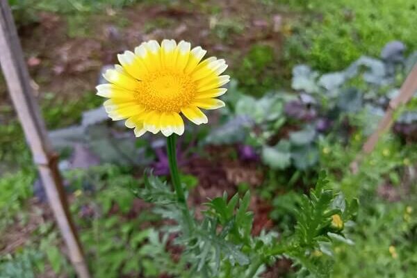 まるで太陽を小さくしたような春菊のお花