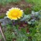 まるで太陽を小さくしたような春菊のお花