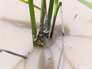 羽化に向けて待機するヤゴたちに幸あれ