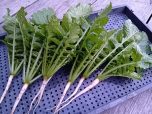 暑い時期でも安全で栄養価の高い葉ダイコンを収穫