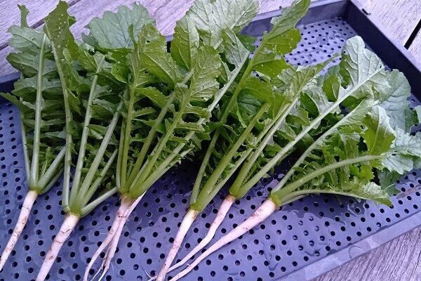 暑い時期でも安全で栄養価の高い葉ダイコンを収穫