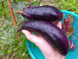 瑞々しい自然農のナス、収穫が始まりました