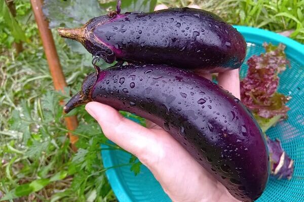 瑞々しい自然農のナス、収穫が始まりました