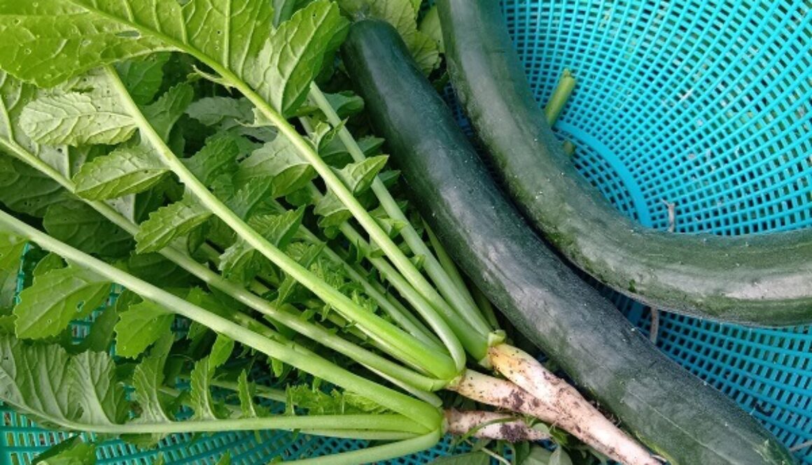 夏は毎日食べたくなる清涼感あふれるキュウリ