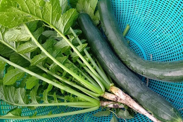 夏は毎日食べたくなる清涼感あふれるキュウリ