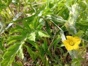 運命の（？）スイカ、完全放置にも負けず力強く開花