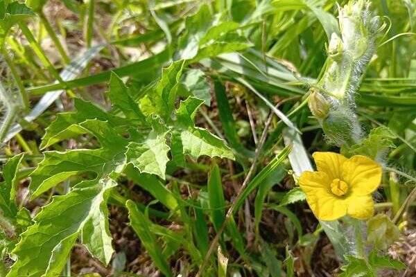 運命の（？）スイカ、完全放置にも負けず力強く開花
