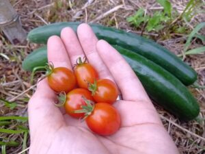 自然農の魅力が詰まったミニトマト