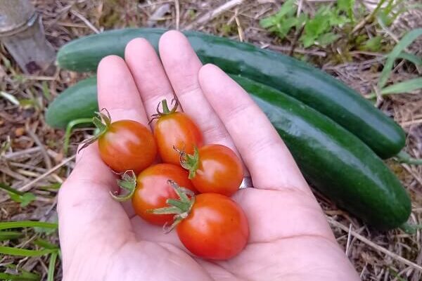 自然農の魅力が詰まったミニトマト