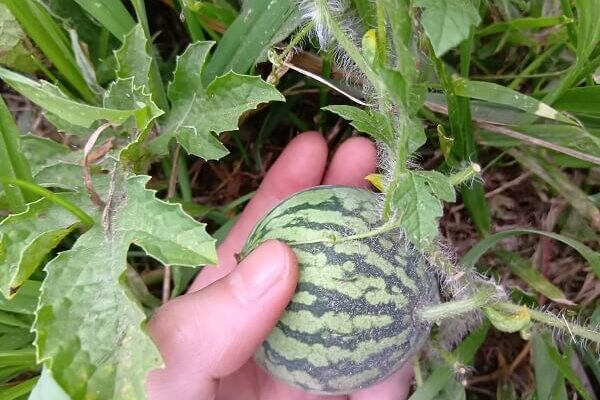 黄色のお花が超キュートなミニスイカに大変身