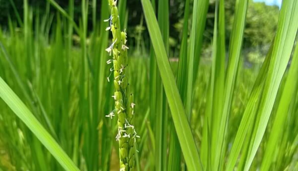 可憐ではかなげな黒米のお花が咲き始めました