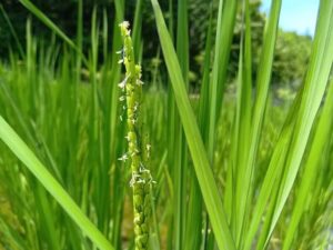 可憐ではかなげな黒米のお花が咲き始めました