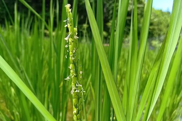 可憐ではかなげな黒米のお花が咲き始めました