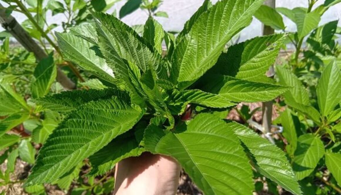 スーパーフードとしても知られる野菜の王様モロヘイヤ