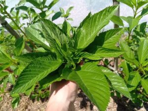 スーパーフードとしても知られる野菜の王様モロヘイヤ