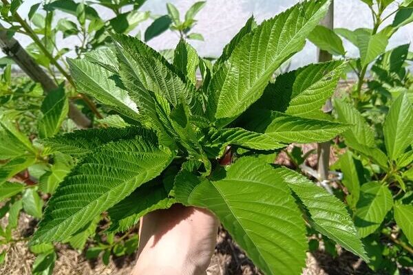 スーパーフードとしても知られる野菜の王様モロヘイヤ