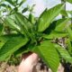 スーパーフードとしても知られる野菜の王様モロヘイヤ
