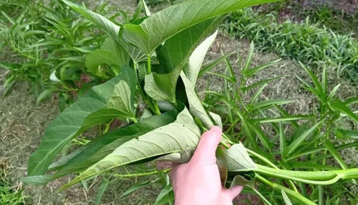 栄養たっぷり空心菜は真夏の貴重な葉物野菜