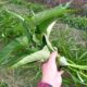 栄養たっぷり空心菜は真夏の貴重な葉物野菜