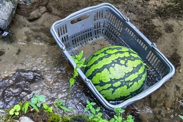 優しさと甘さが詰まった大先輩の真っ赤なスイカ