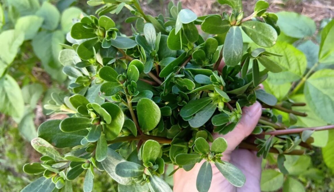 ヒトは雑草と呼ぶ、スーパーフードのスベリヒユ❤