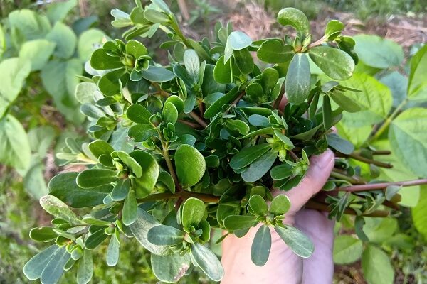 ヒトは雑草と呼ぶ、スーパーフードのスベリヒユ❤