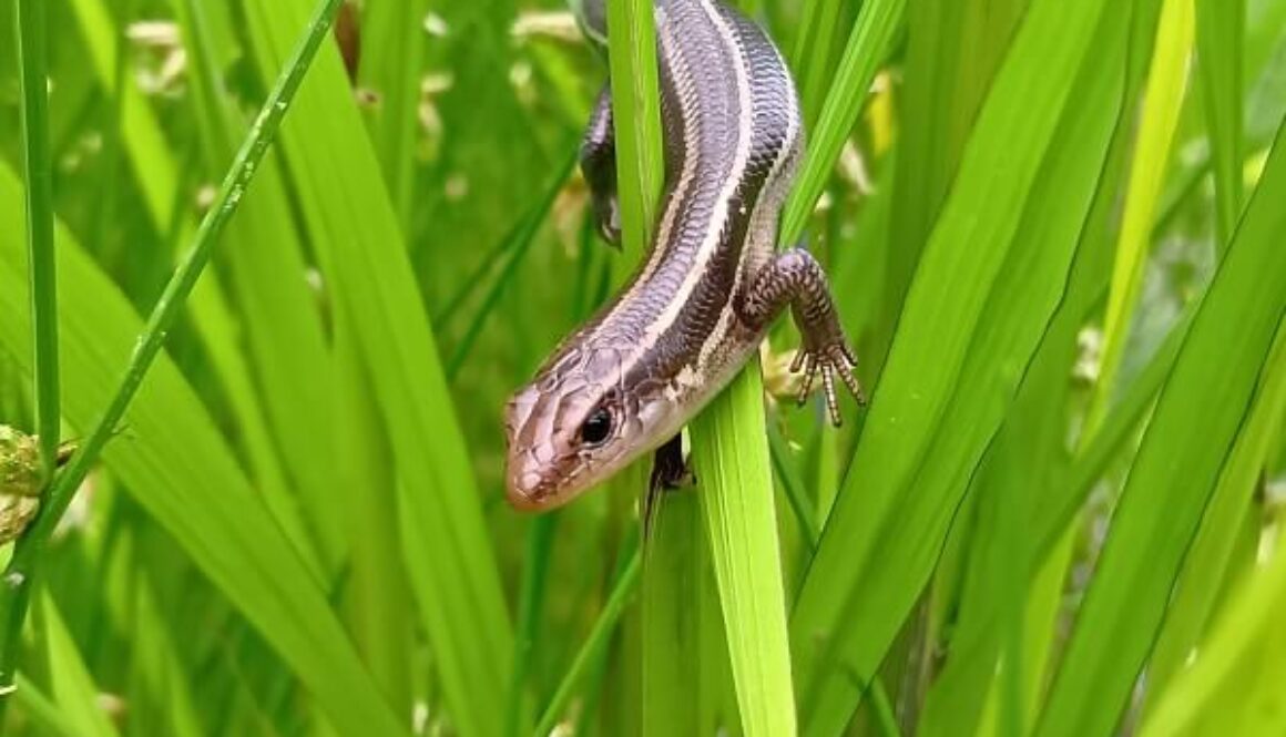 稲の葉に乗って狩りをする、美しいトカゲちゃん