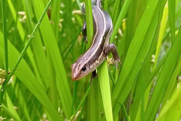 稲の葉に乗って狩りをする、美しいトカゲちゃん