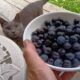 マイちゃんも興味津々♪ブルーベリーの収穫続く
