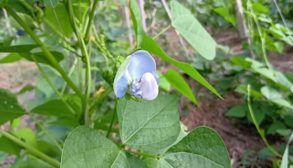 清楚で涼しげな四角豆のお花