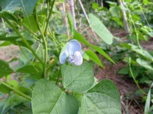 清楚で涼しげな四角豆のお花