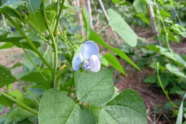 清楚で涼しげな四角豆のお花