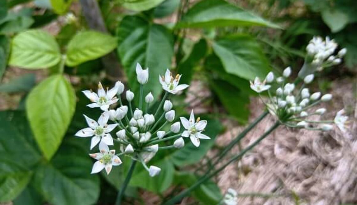 畑で見事に咲き誇る可愛らしいニラのお花