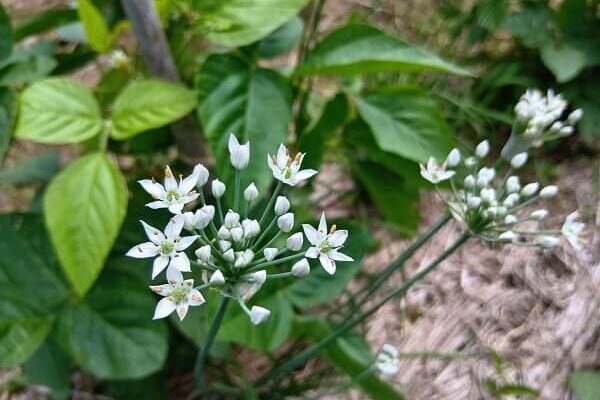 畑で見事に咲き誇る可愛らしいニラのお花