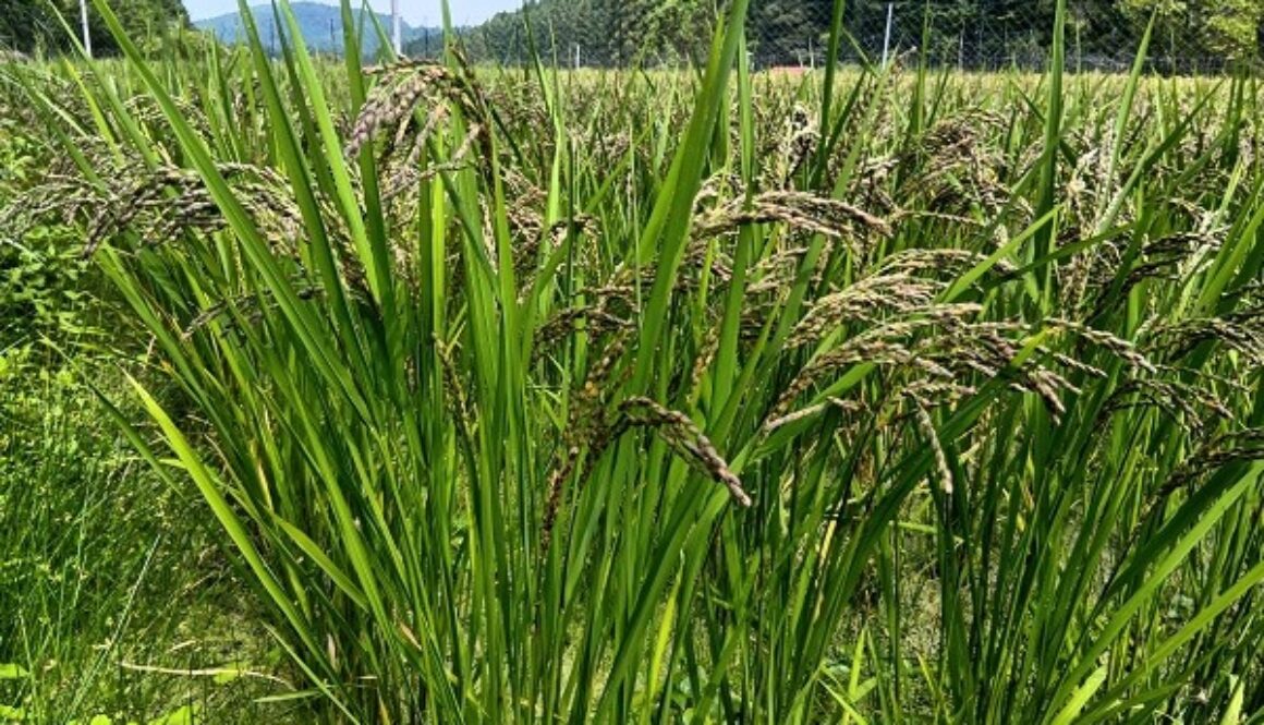 稲刈りまであと少し、みんなの想いがつまった黒米