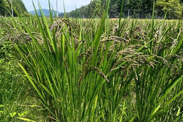 稲刈りまであと少し、みんなの想いがつまった黒米