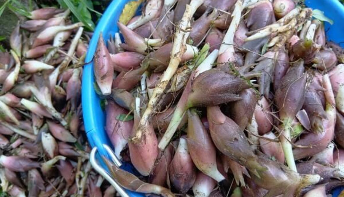 薬味の王様ミョウガ、雨不足で例年より遅い収穫