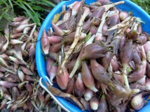 薬味の王様ミョウガ、雨不足で例年より遅い収穫