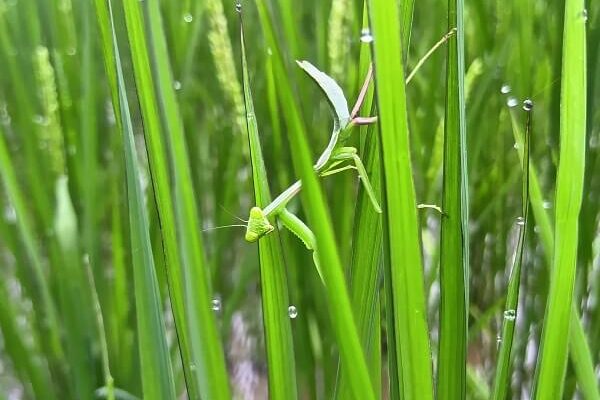 多様性に支えられるくらふぁーむの田んぼ