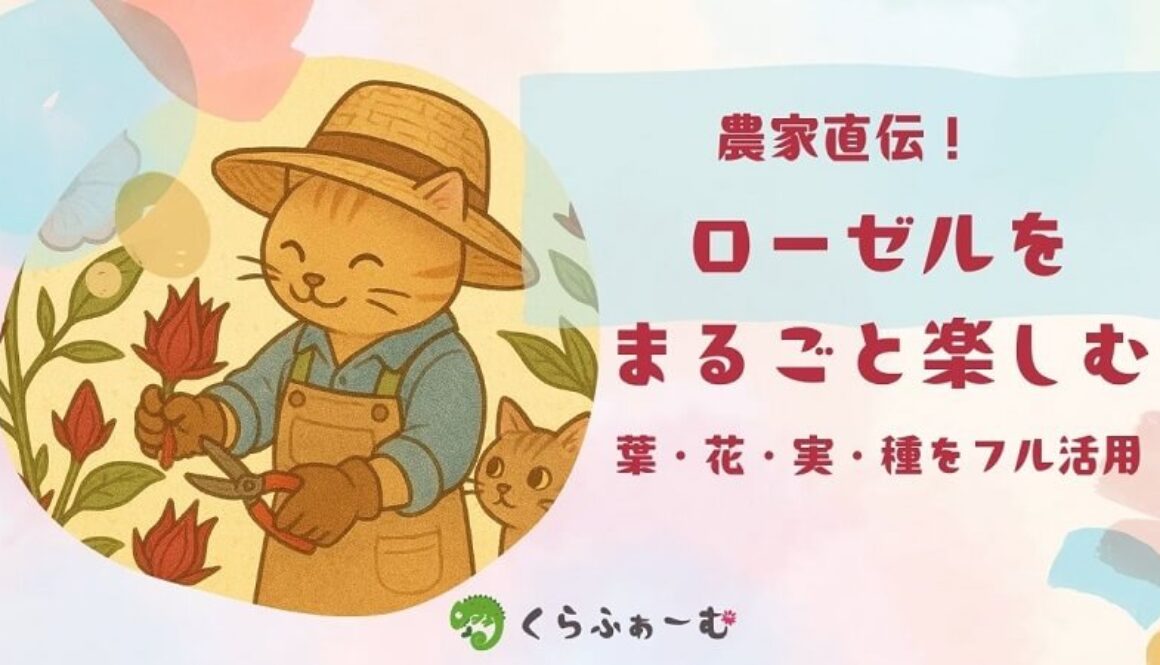 ローゼルの食べ方＆簡単レシピ｜農家が教える部位ごとの使い方