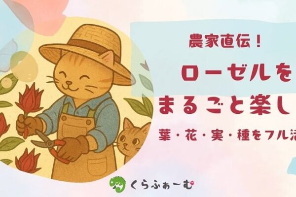ローゼルの食べ方＆簡単レシピ｜農家が教える部位ごとの使い方
