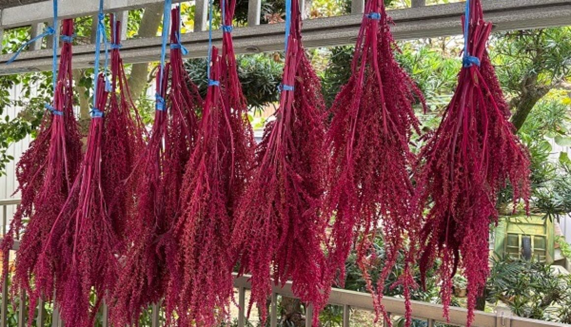 深紅のアマランサスは疑似雑穀のスーパーフード