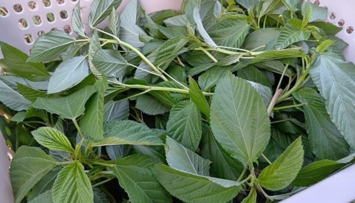 秋到来で終わりが近いモロヘイヤの収穫と加工