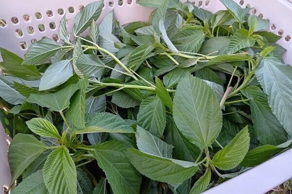 秋到来で終わりが近いモロヘイヤの収穫と加工
