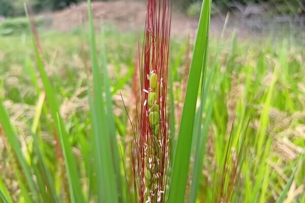 美しい真っ赤なノゲの赤米、嬉しい再会に満面の笑み