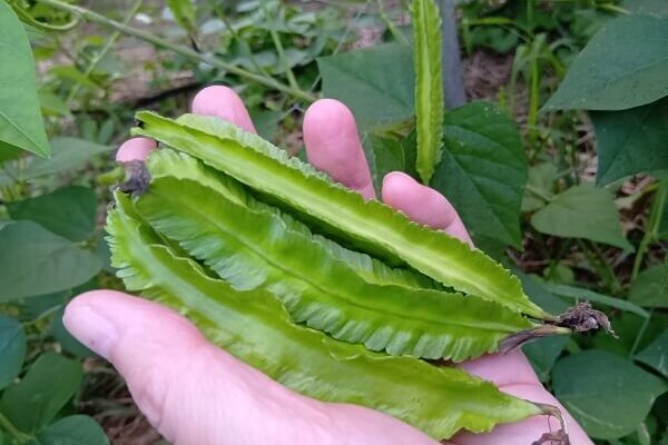個性的な形に栄養がギュッと詰まった四角豆