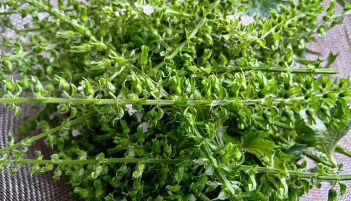 香りと風味の良さが際立つ、今が旬の穂紫蘇