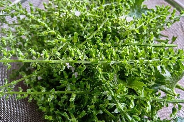 香りと風味の良さが際立つ、今が旬の穂紫蘇
