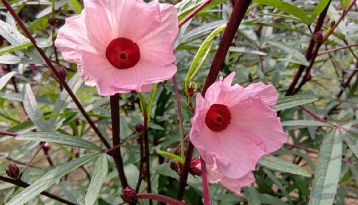 食べても美味しいローゼルのお花が開花中 食べても美味しいローゼルのお花が開花中