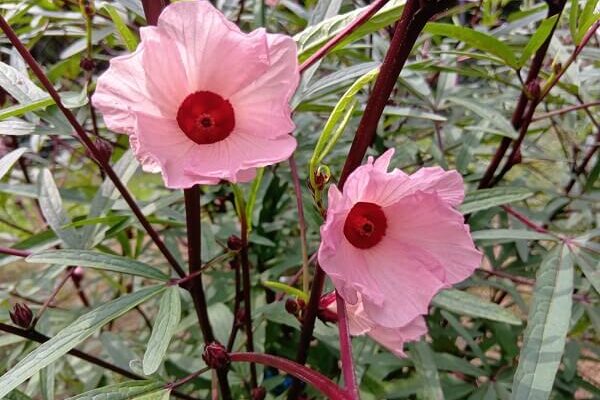 食べても美味しいローゼルのお花が開花中
